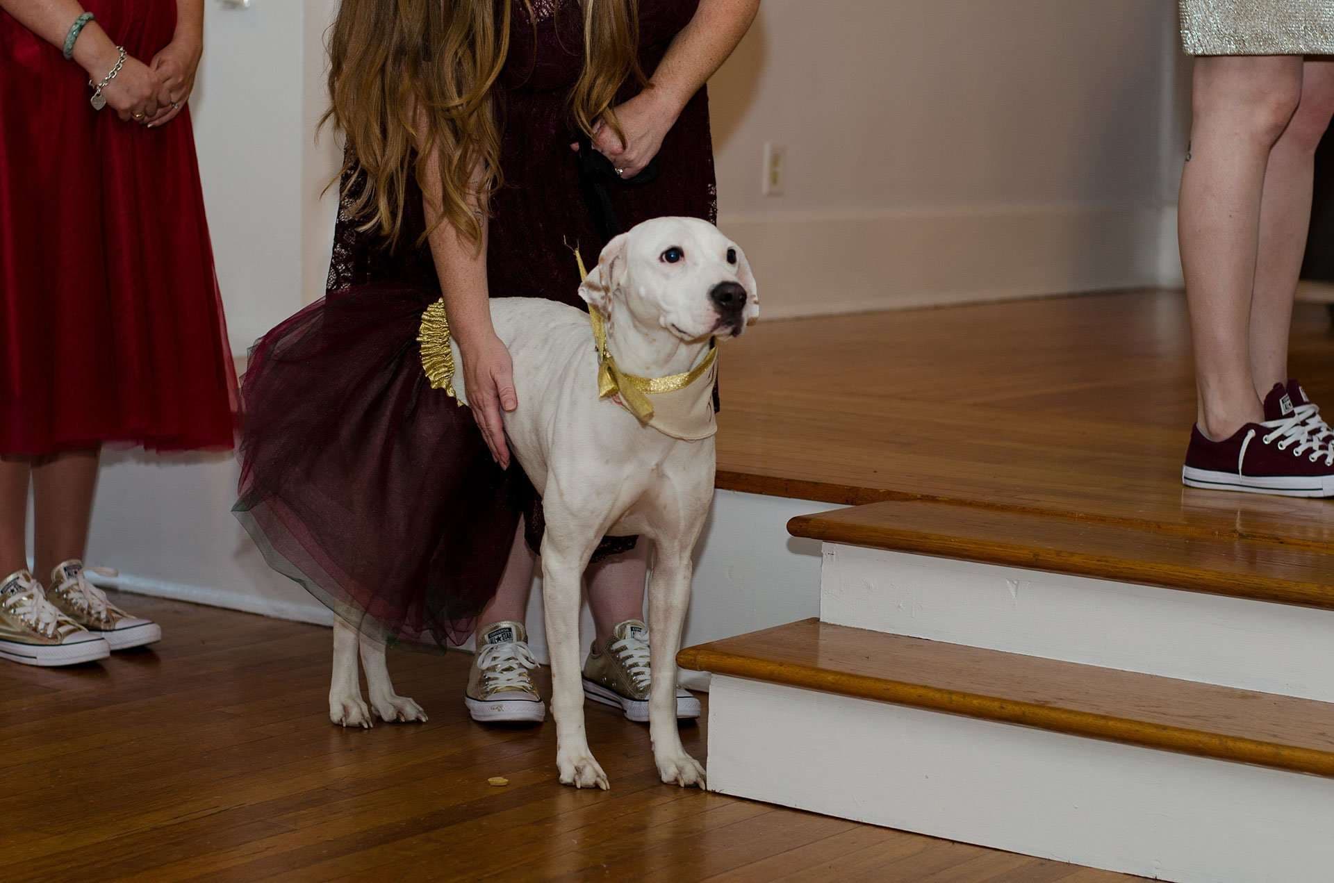 White dog wearing a gold bow tie bandana stands beside a woman in a burgundy tulle skirt on a wooden floor