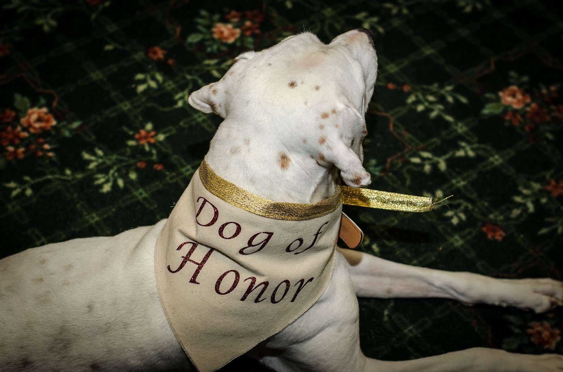 White spotted dog lying on a floral green carpet wearing a cream "Dog of Honor" bandana with gold trim