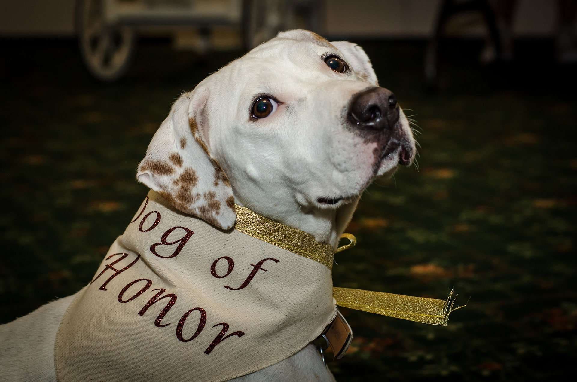 White dog with brown ear spots wearing a cream Dog of Honor bandana with gold ribbon, looking up indoors